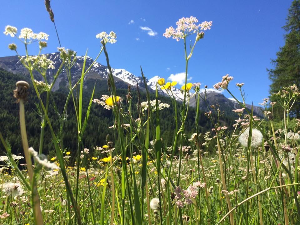 Hotel Allegra Pontresina Kültér fotó